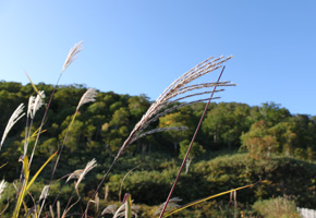 五色温泉の秋